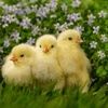 maechicks